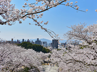 九州・沖縄の桜01