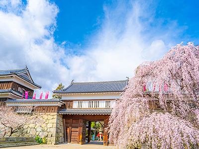 甲信越・北陸・東海の桜01