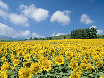 北海道