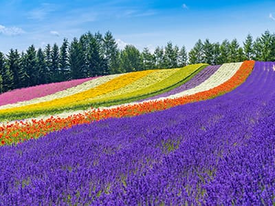 北海道
