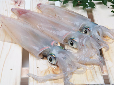 【仙崎いか】日本有数の「ケンサキイカ」の漁獲量