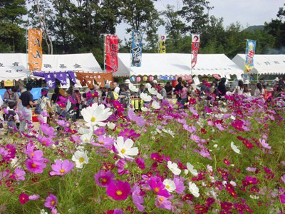 豊浦コスモスまつり