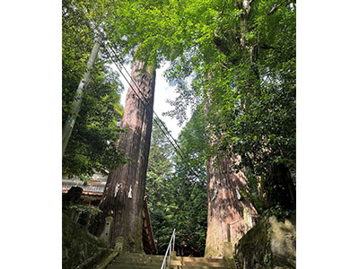 吉部八幡宮のスギ