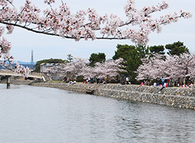 宇治川の桜（塔の島）