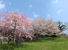 城陽市総合運動公園（鴻ノ巣山運動公園）