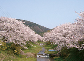 玉川堤一帯