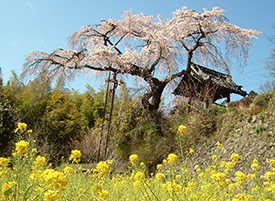 地蔵禅院