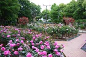 大井戸公園