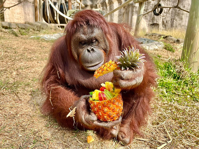 壽山動物園