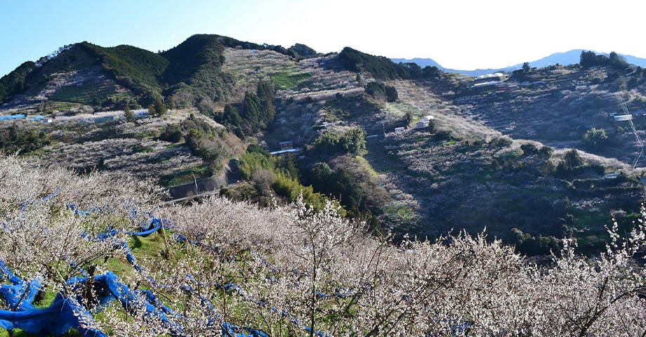 紀州石神田辺梅林
