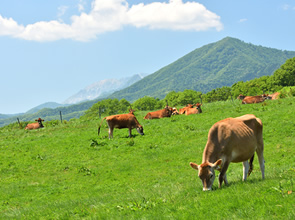 蒜山・大山　高原の夏休み　2日間