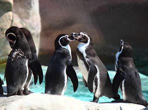 ペンギンに会える！海響館と秋吉台サファリランド・九州鉄道記念館　2日間