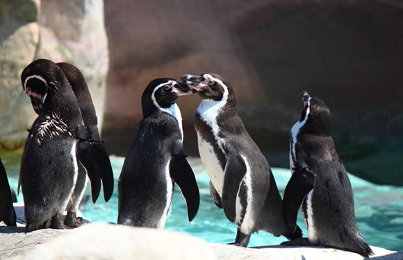 ペンギンに会える！海響館と秋吉台サファリランド・九州鉄道記念館　2日間