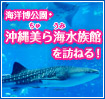 沖縄美ら海水族館を訪ねる!