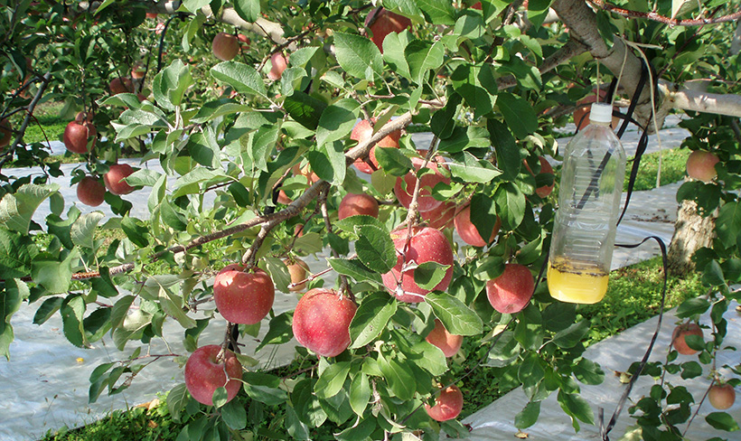 リンゴ農家さん 木