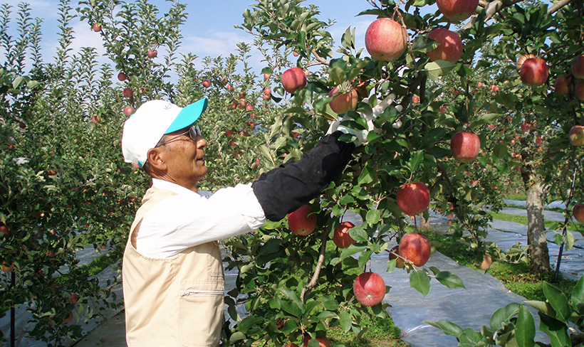 リンゴ農家さん 収穫