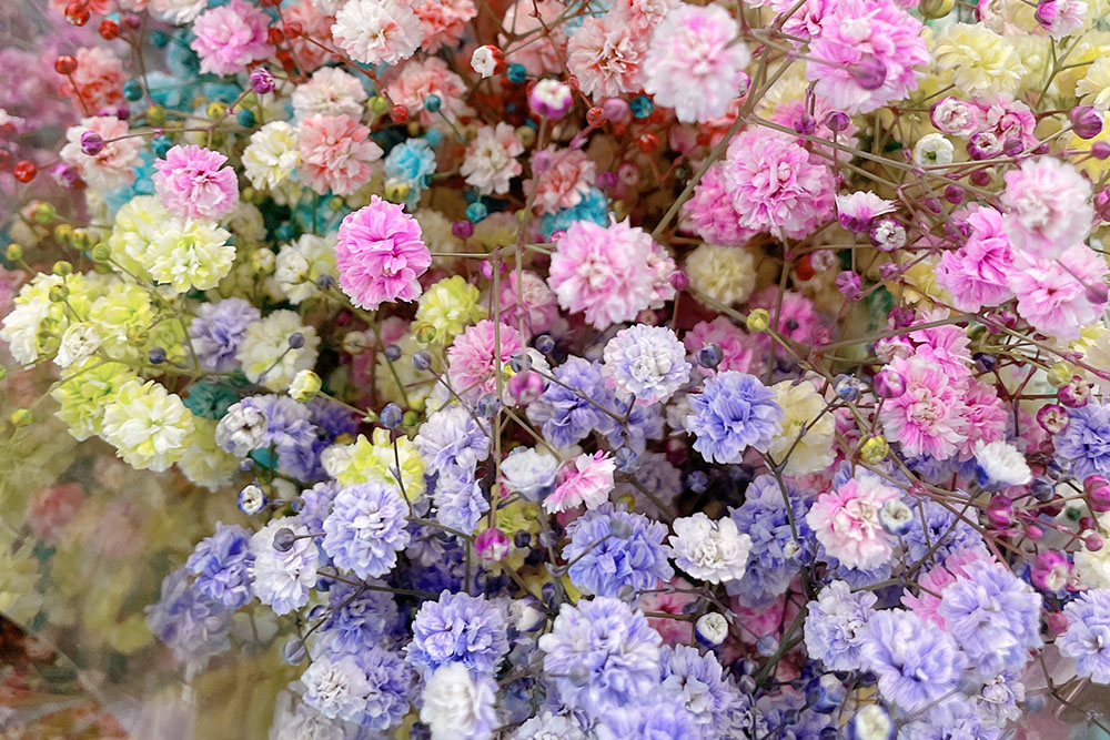 昭和村 かすみ草