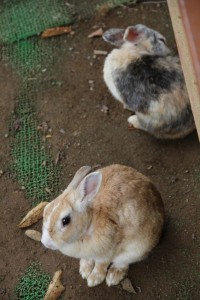 ふれあい動物公園には、ウサギやリスがいるよ