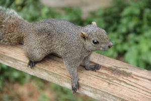 ふれあい動物公園には、ウサギやリスがいるよ