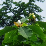 余地峠へ、花を楽しむ旅