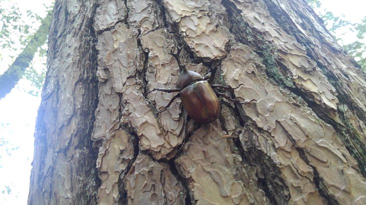 トムソーヤクラブ村・白州　２日目