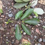 暑くても季節は進む