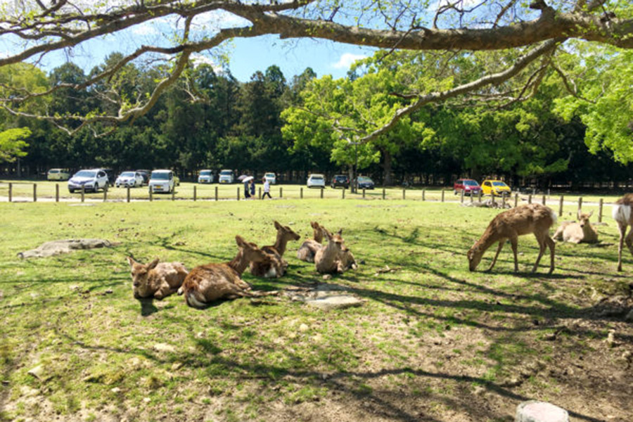 奈良/奈良公園