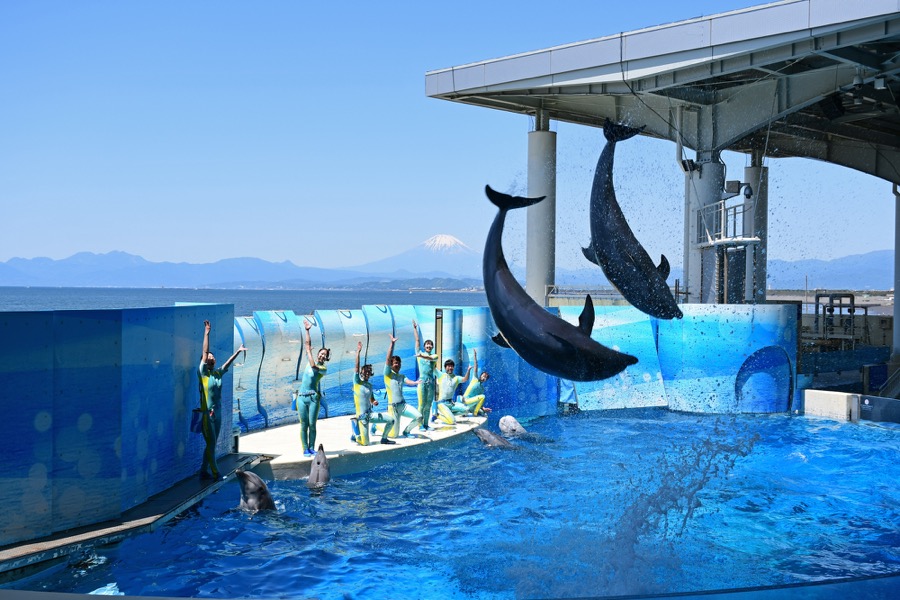 新江ノ島水族館