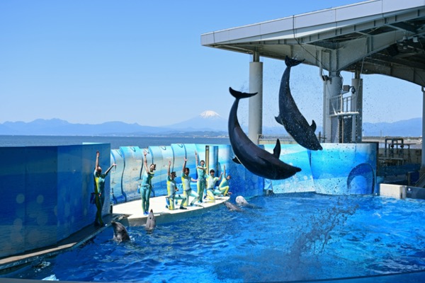 新江ノ島水族館