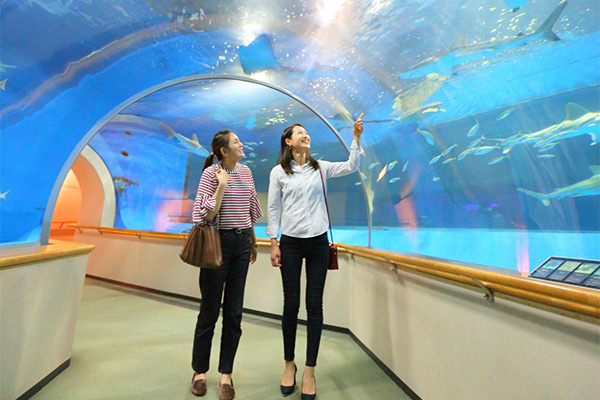 島根県立しまね海洋館アクアス