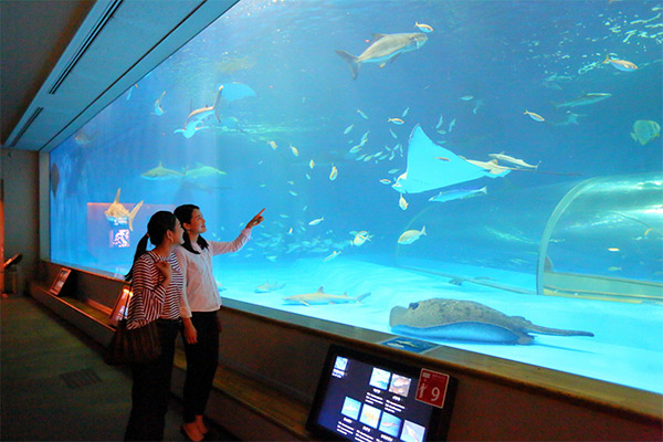 島根県立しまね海洋館アクアス