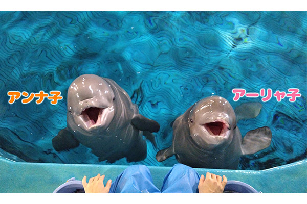 島根県立しまね海洋館アクアス