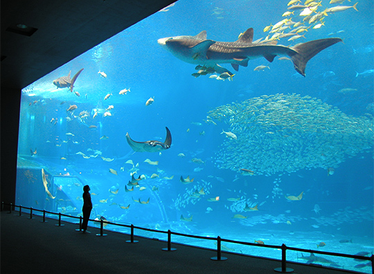 沖縄美ら海水族館