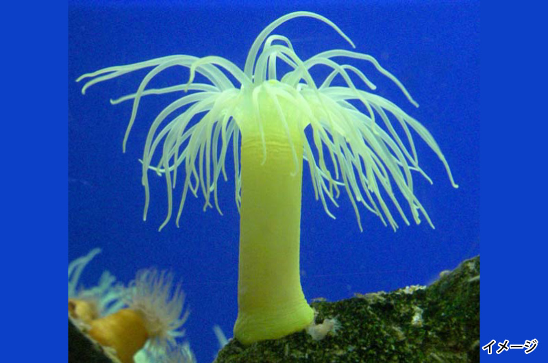 京都大学白浜水族館イメージ