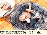取れたては炭火で焼くのが一番。