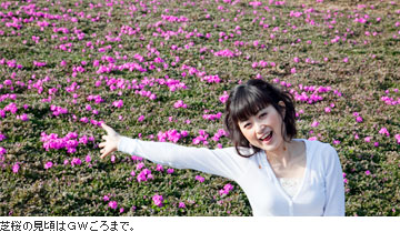 芝桜の見頃はＧＷごろまで。