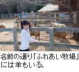 名前の通り「ふれあい牧場」には羊もいる。