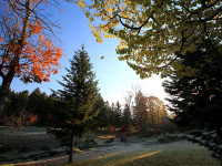 �y�m���m�̐X�E�H�̗l�q�z�D�������ɏ���ĕ���1���̗t���ρB