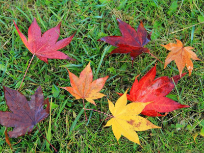 【周辺】ノンノの森の紅葉は色とりどり♪