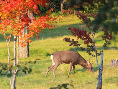 【周辺】紅葉と庭に遊びに来たエゾシカ