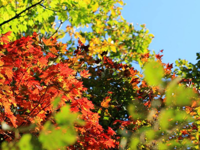 【周辺】秋・ノンノの森。大自然の創り出す素敵な色を探しに足を運んでみませんか？