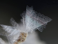 �y���Ӂz���X�i�ނЂ傤�j�E�~�N���̐��E