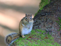 �y���Ӂz�u��������������I�v