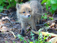 �y���Ӂz�L�^�L�c�l�̐Ԃ����