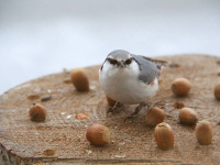 �y���Ӂz���r�[�O�ɗV�тɗ����A�S�W���E�J��