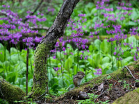 ����񑐂ƃV�}���X