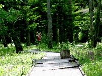 �y�m���m�̐X�z�X�уZ���s�[���[�h�ɔF�肳�ꂽ���ӂ̐X�ŁA�X�ї������y���݂���������i�m���m�c�A�C�k��Łu�ԁv�̈Ӗ��j