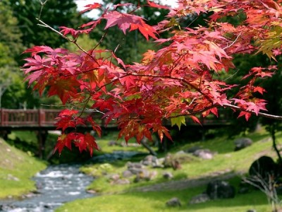 【宿のお庭】9月に入ると宿の周りは秋の気配。庭にあるもみじが紅く色づき始めます。四季折々の森の表情をお楽しみください。