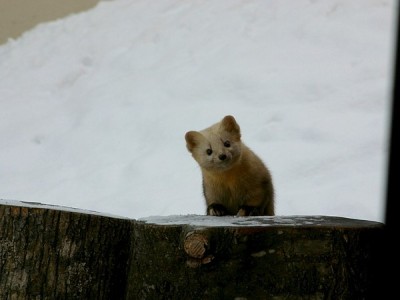 【森の住人】積雪期になるとロビー前にやってくるエゾクロテン。ガラス越しに目の前で見れちゃいます♪