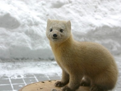 【森の住人】積雪期にはほぼ毎日、ロビー前にやってくるエゾクロテン。ガラス越しに目の前で見れちゃいます♪